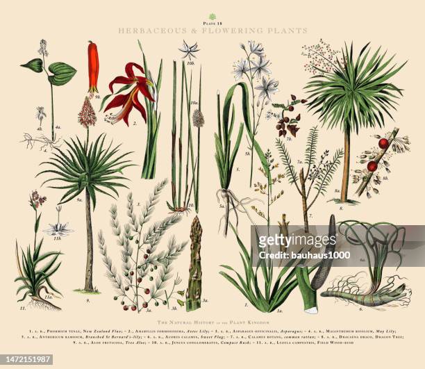 bildbanksillustrationer, clip art samt tecknat material och ikoner med herbaceous and flowering plants, plant kingdom, victorian botanical illustration, circa 1853 - rotting