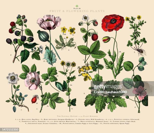 obst und blütenpflanzen, pflanzenreich, viktorianische botanische illustration, um 1853 - poppy plant stock-grafiken, -clipart, -cartoons und -symbole