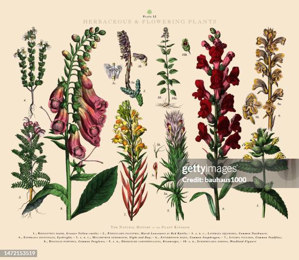 antique engraving, herbaceous and flowering plants, plant kingdom, victorian botanical illustration, circa 1853 - digitalis grandiflora stock illustrations