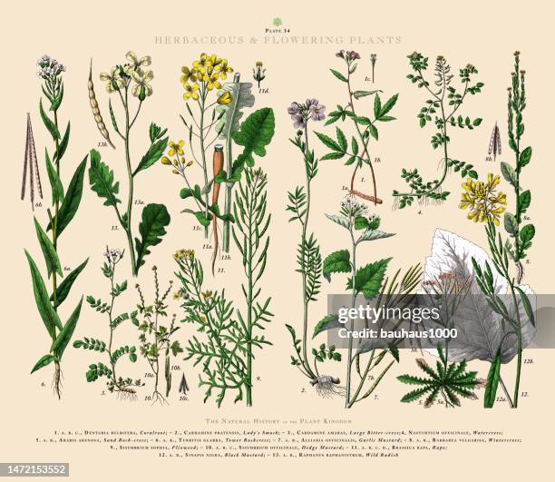 ilustrações de stock, clip art, desenhos animados e ícones de herbaceous and flowering plants, plant kingdom, victorian botanical illustration, circa 1853 - colza