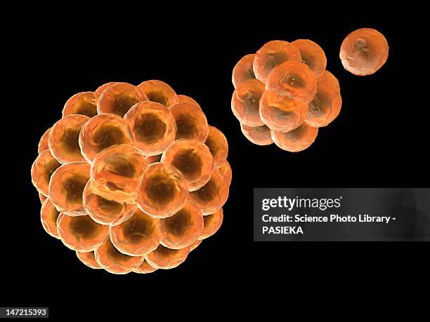 stem cells division, computer artwork - stem cell stock illustrations