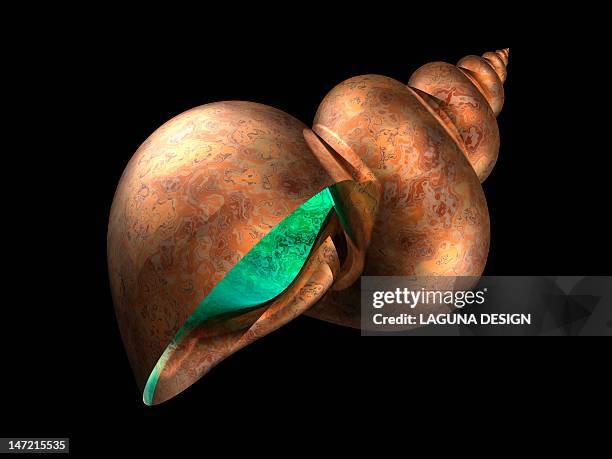 Sulcas Shell 90 Shell Black Background High Res Illustrations - Getty Images