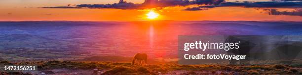 wild horses foals grazing on idyllic sunset mountain ridge summer panorama - foal stock pictures, royalty-free photos & images