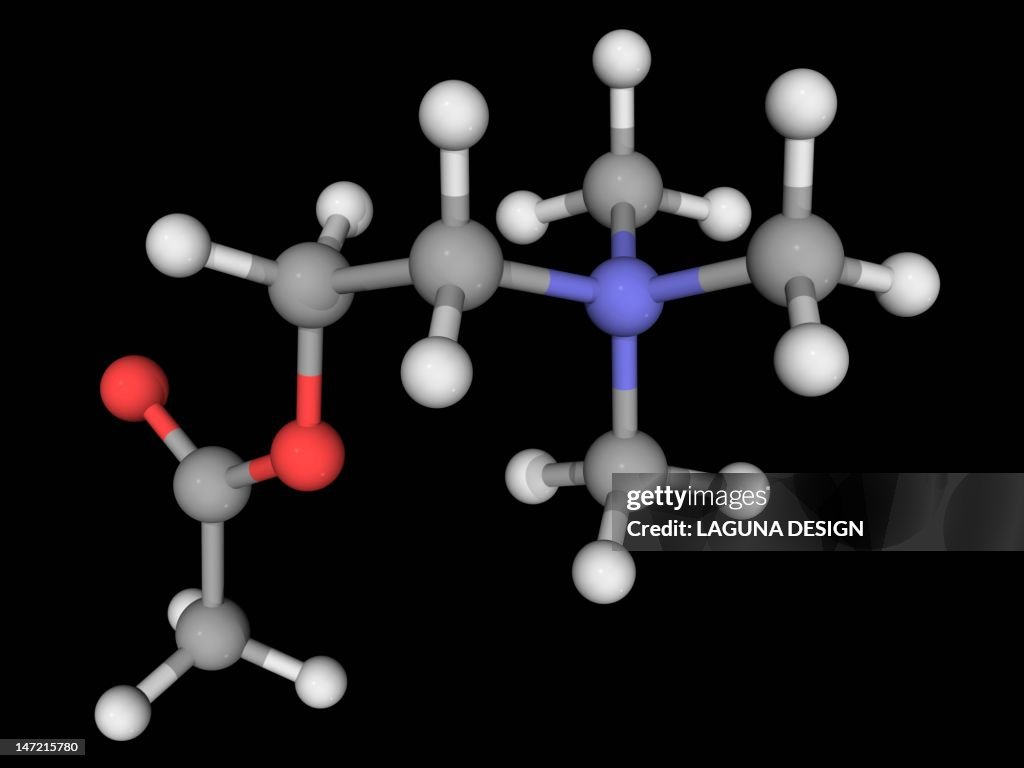 Acetylcholine molecule