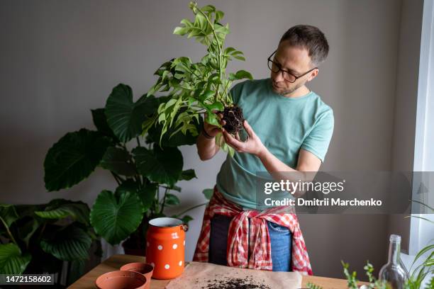 focused man gardener examines roots of monstera minima houseplant before replanting into a new pot. - topfpflanze stock-fotos und bilder