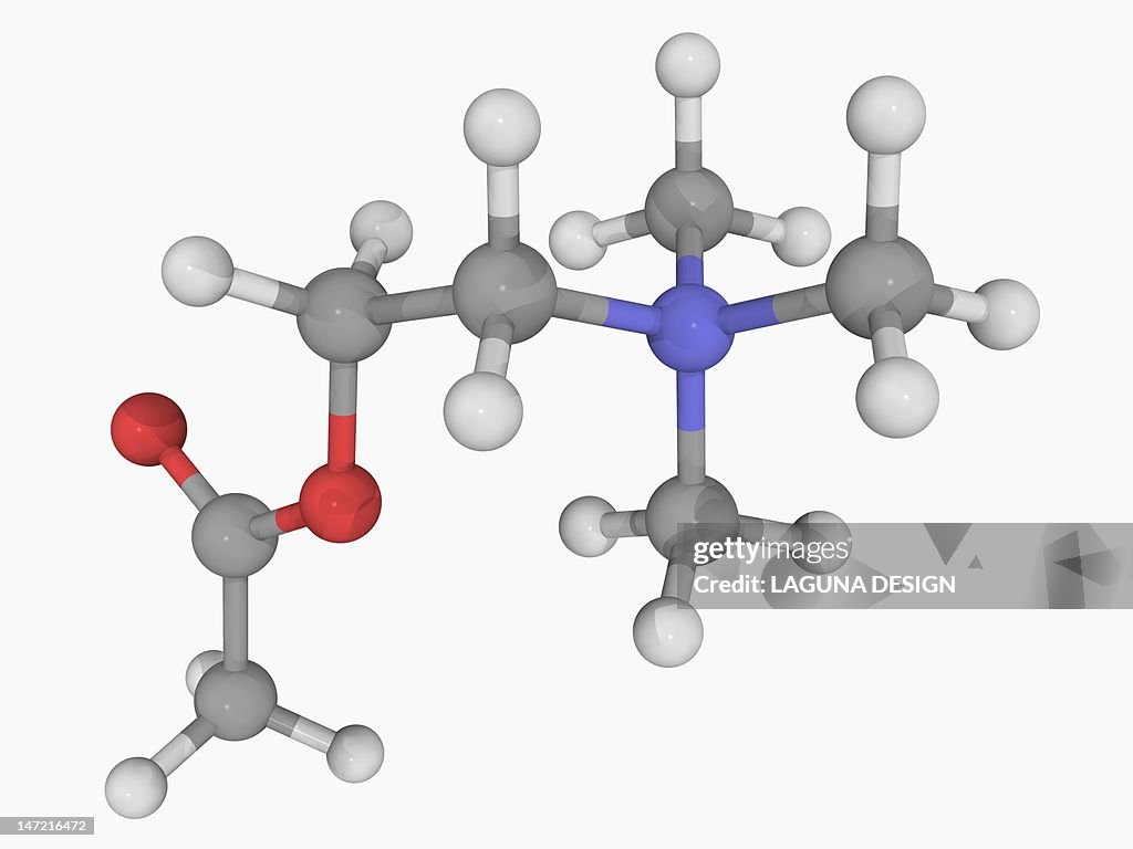 Acetylcholine molecule