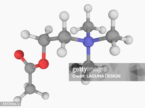 Acetylcholine molecule Acetylcholine molecule