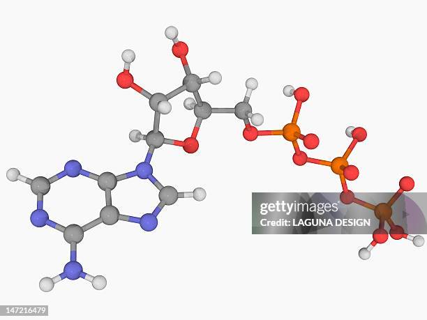 stockillustraties, clipart, cartoons en iconen met adenosine triphosphate molecule - adenosine triphosphate