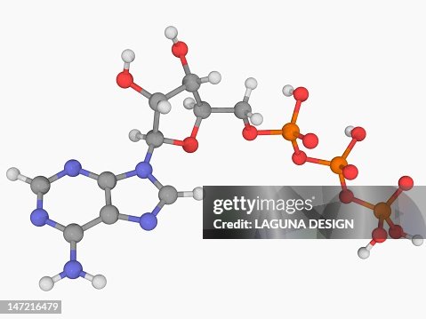Adenosine triphosphate molecule Adenosine triphosphate molecule