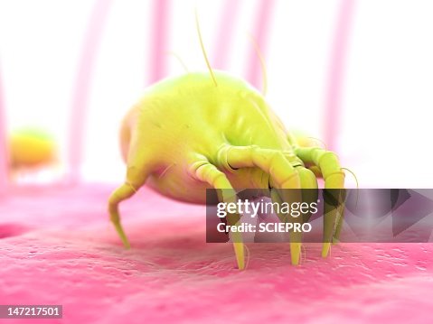 Dust mite, artwork Dust mite, artwork