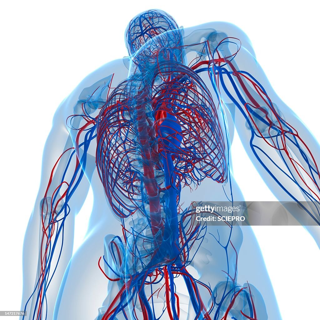 Cardiovascular system, artwork