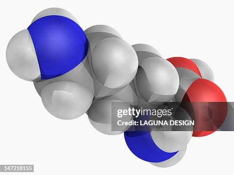 Lysine molecule Lysine molecule