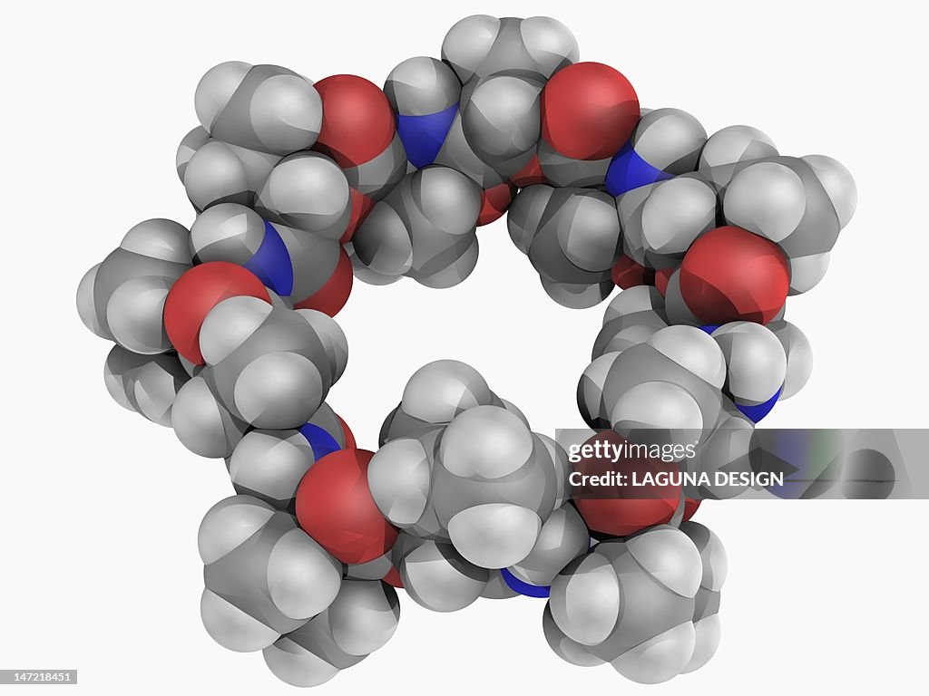 Valinomycin molecule