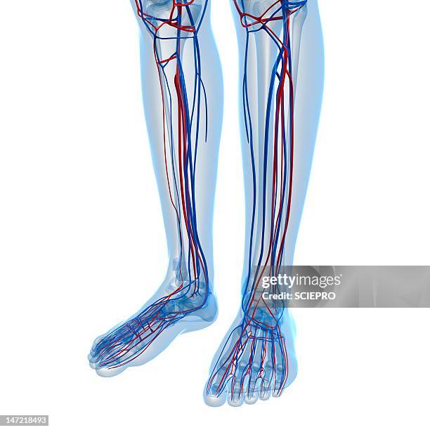 vascular system, artwork - leg-circulatory-system stock-grafiken, -clipart, -cartoons und -symbole