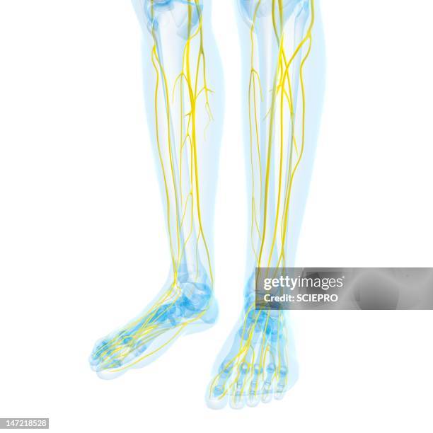 nervous system, artwork - menschliches bein stock-grafiken, -clipart, -cartoons und -symbole
