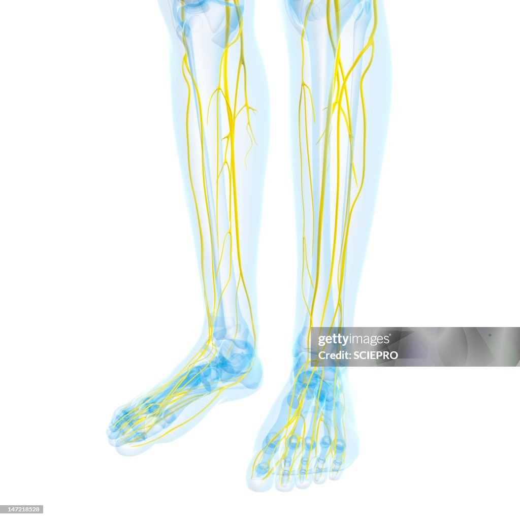Nervous system, artwork