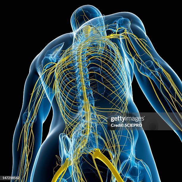 nervous system, artwork - buttocks stock illustrations