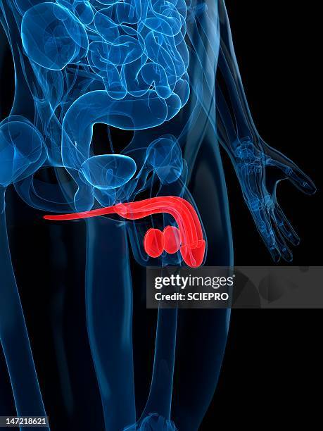 male reproductive system, artwork - male reproductive anatomy stock illustrations