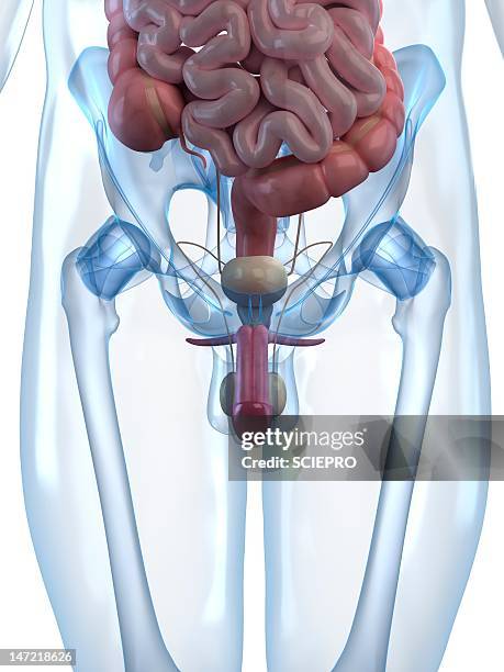 male reproductive system, artwork - male reproductive anatomy stock illustrations