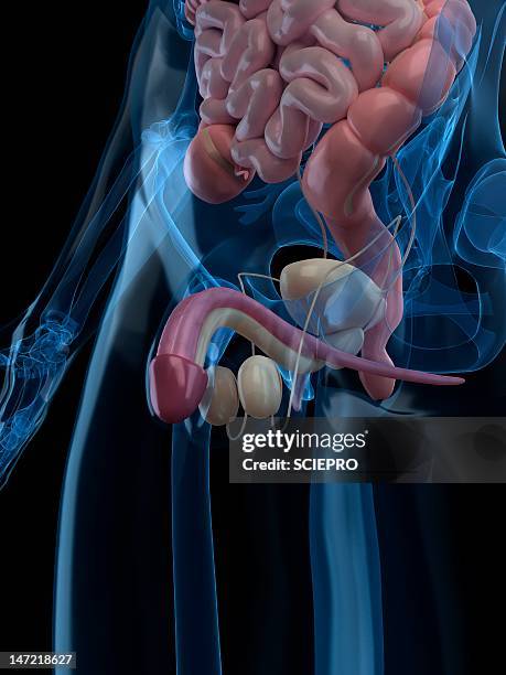 male reproductive system, artwork - male reproductive anatomy stock illustrations