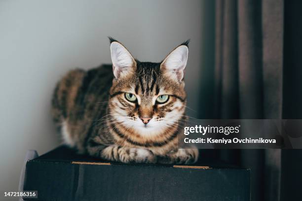 cute grey tabby cat in cardboard box on floor at home - gatto soriano foto e immagini stock