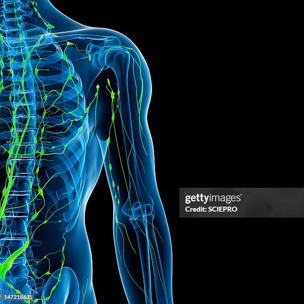 lymphatic system, artwork - lymphatic system stock illustrations