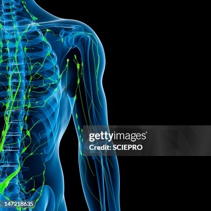 Lymphatic system, artwork Lymphatic system, artwork