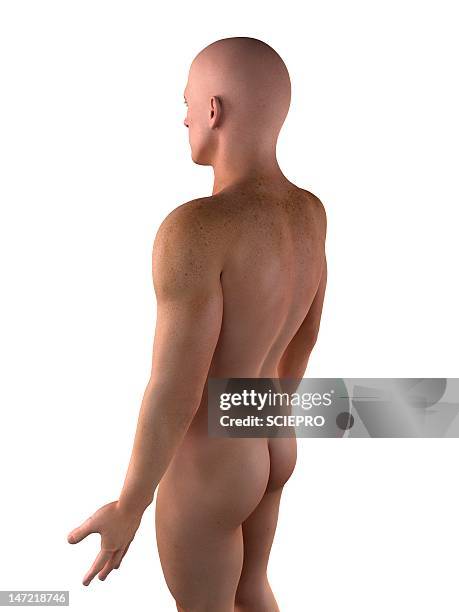 ilustraciones, imágenes clip art, dibujos animados e iconos de stock de male upper body, artwork - male bum