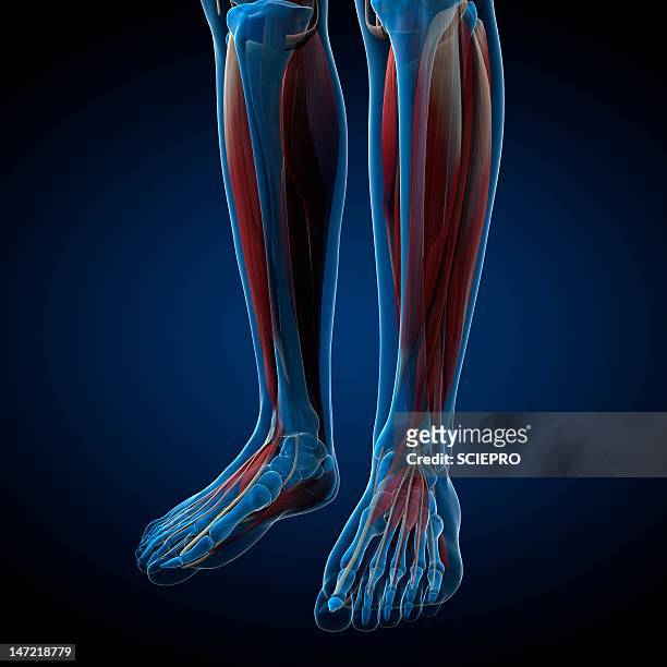 male musculature, artwork - calf human leg stock illustrations