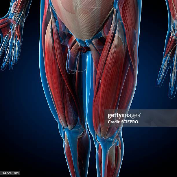 male musculature, artwork - menschlicher muskel stock-grafiken, -clipart, -cartoons und -symbole