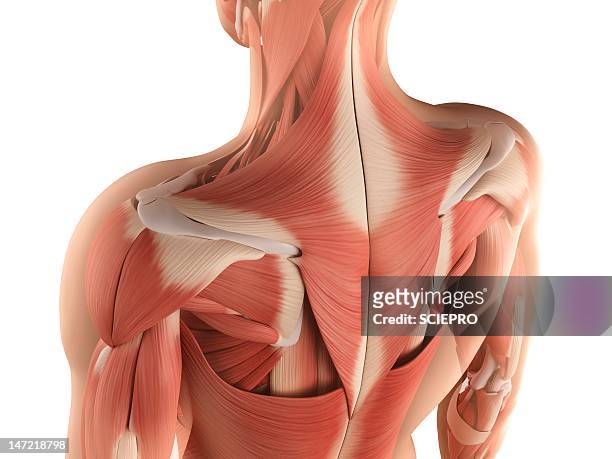 male musculature, artwork - shoulder anatomy stock illustrations