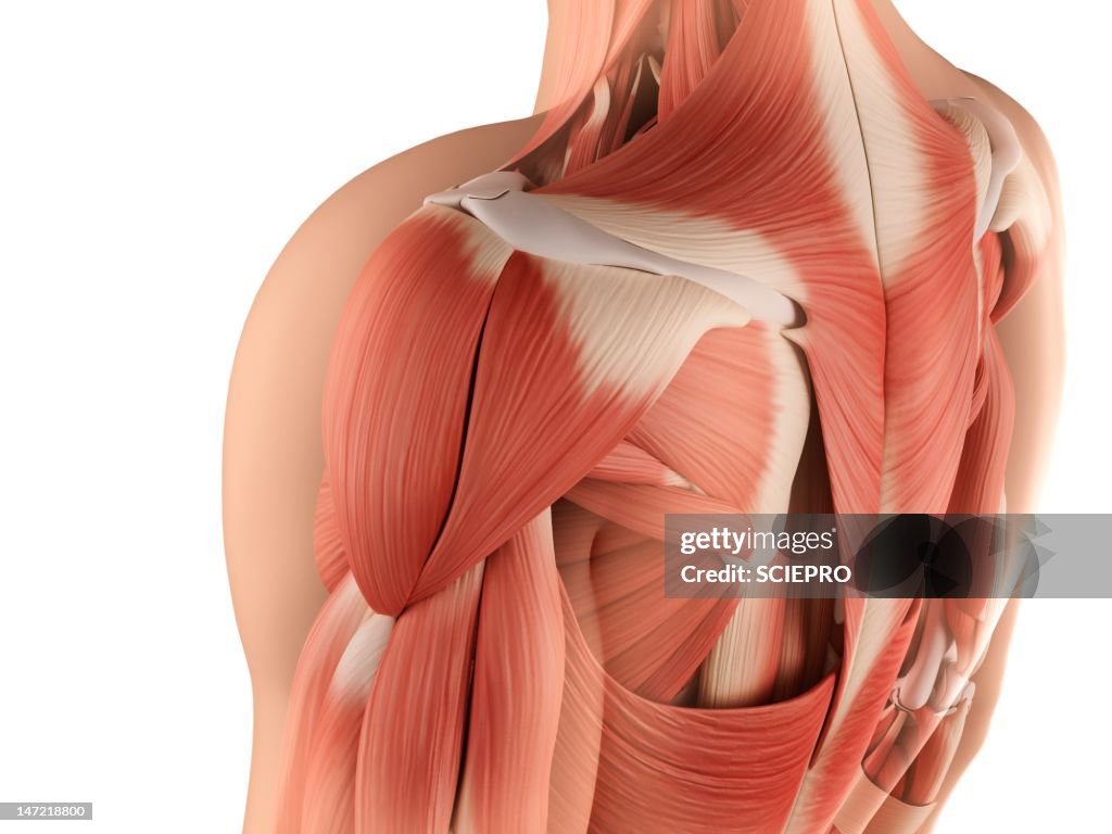 Male musculature, artwork