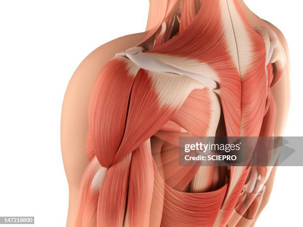 male musculature, artwork - joint-body-part stock illustrations