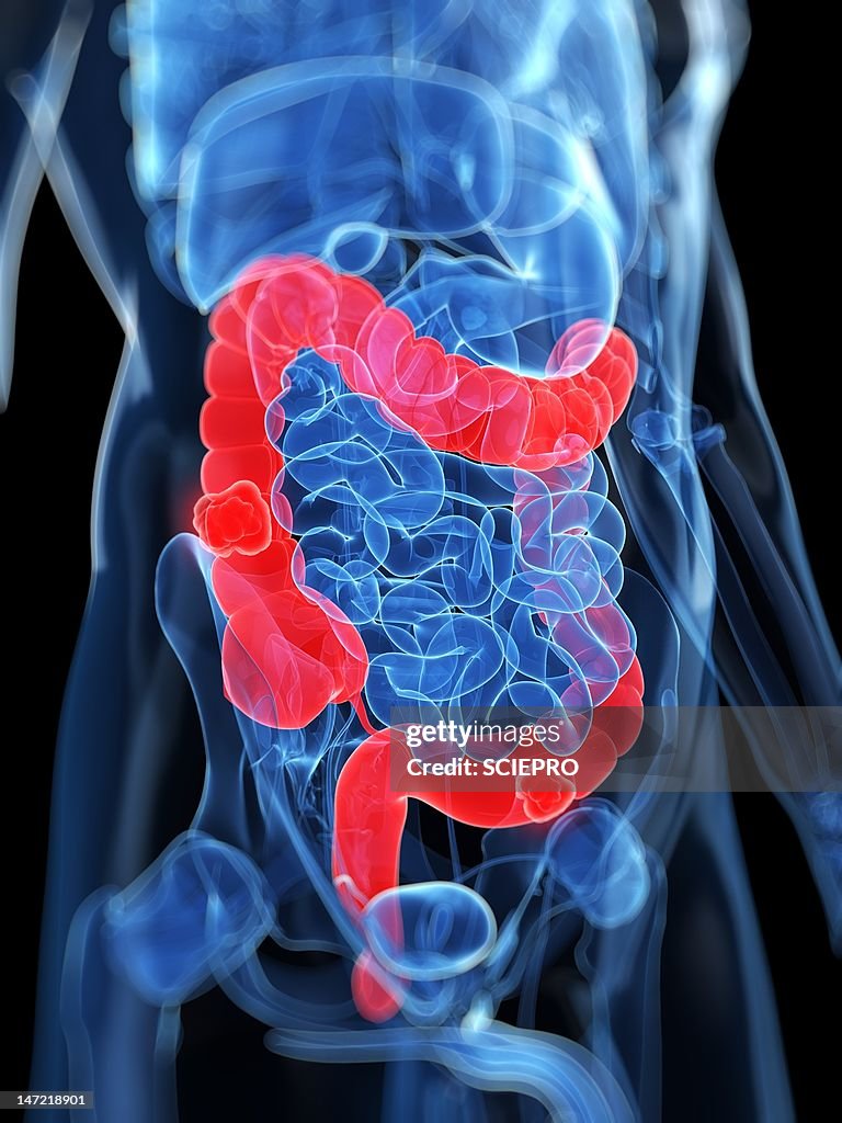 Intestine Rack Healthy Large Intestines Artwork High-Res Vector Graphic - Getty Images