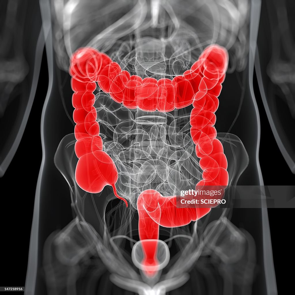 Intestine Rack Healthy Large Intestines Artwork High-Res Vector Graphic - Getty Images