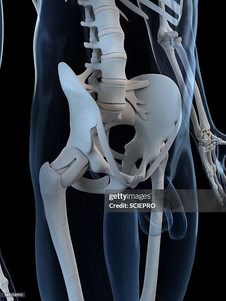 Male Pelvis Artwork High Biology Diagrams