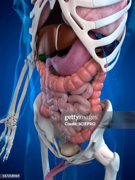152 Mid Section View Of A Human Skeleton Stock Photos, High-Res ...