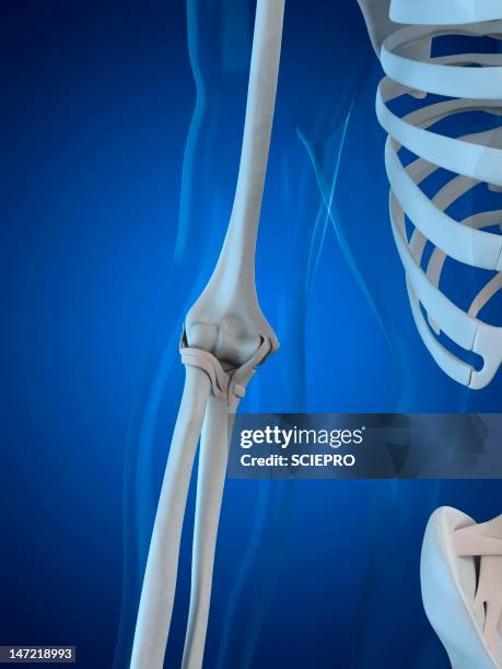 elbow, artwork - elbow stock illustrations