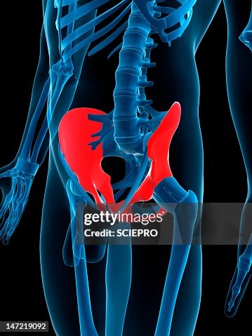 Hip bones, artwork Hip bones, artwork