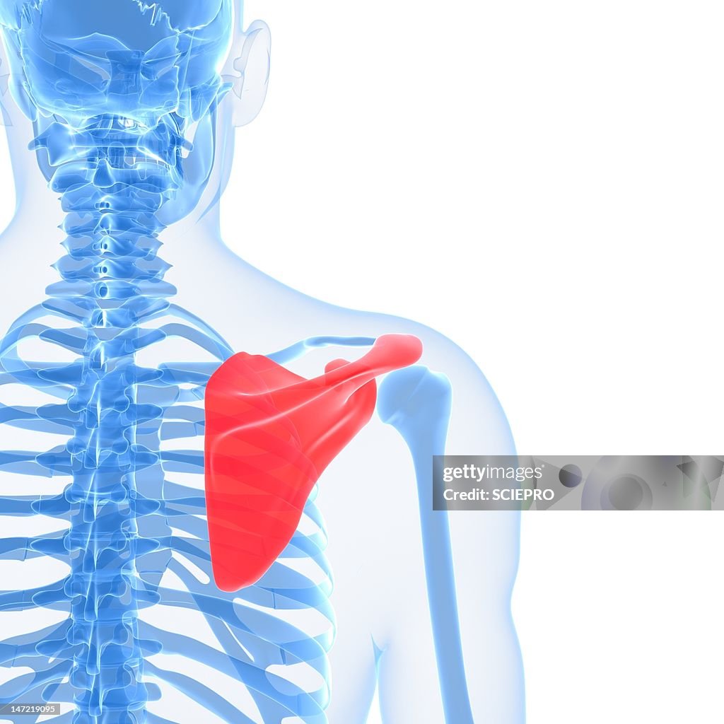 Shoulder Blade Artwork High Biology Diagrams