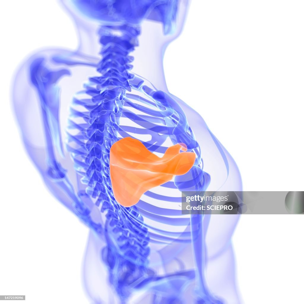 Shoulder Blade Artwork High Biology Diagrams