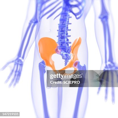 Hip bones, artwork Hip bones, artwork