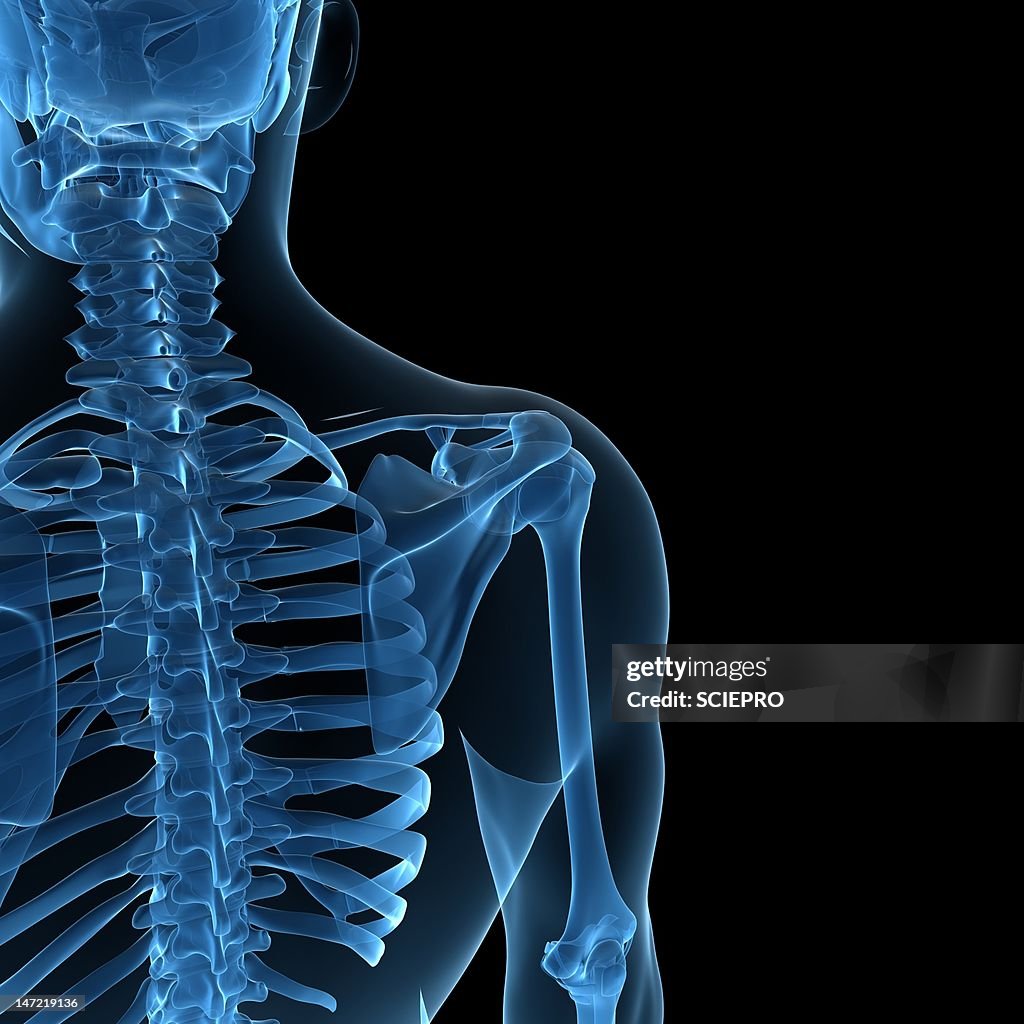Upper body bones, artwork