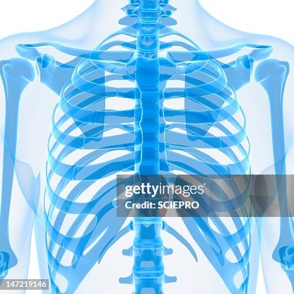 Upper body bones, artwork Upper body bones, artwork