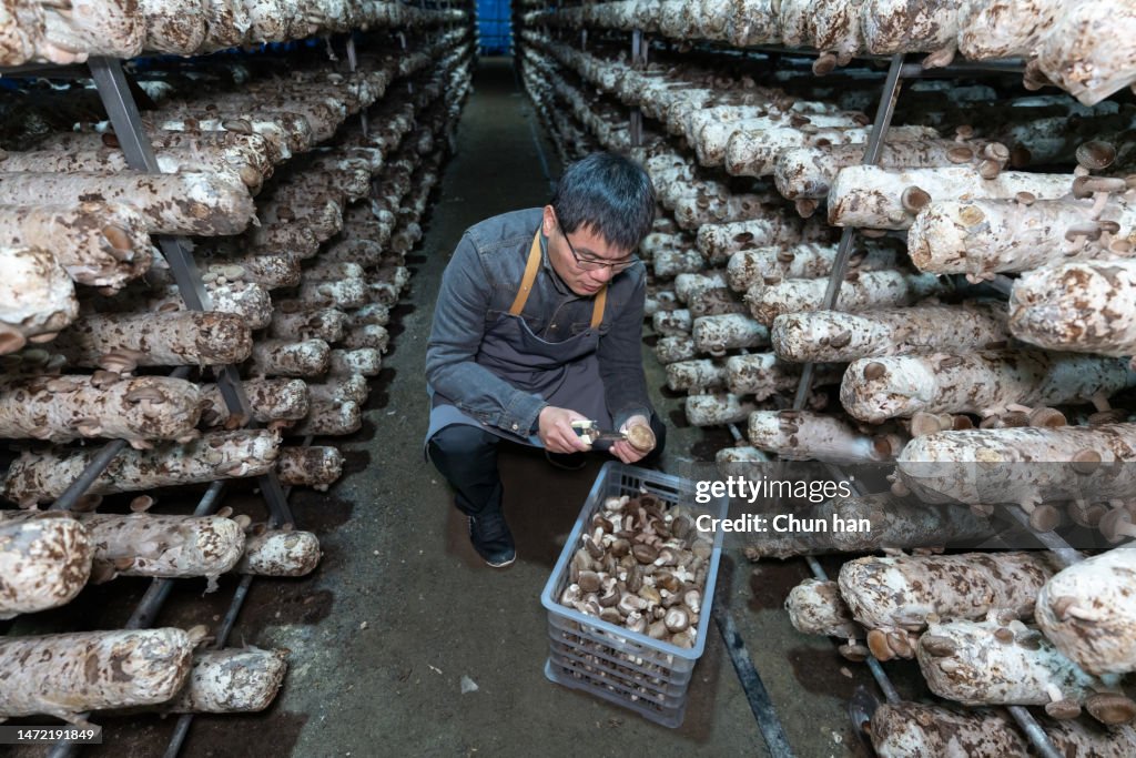 A male farmer uses scissors to harvest mushrooms in the mushroom house