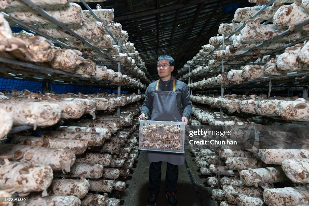 A male farmer working in a mushroom plantation