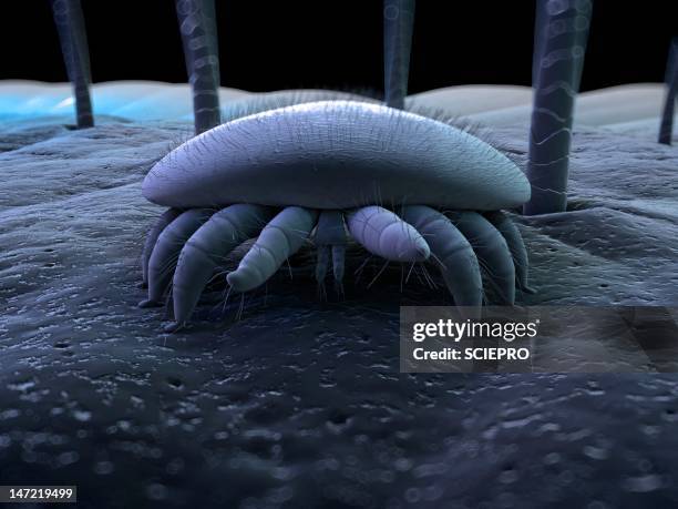 honeybee mite, artwork - infestation stock illustrations