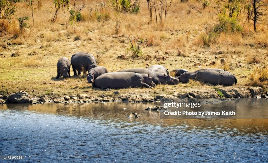 A pod of hippos lounge on a riverbank.