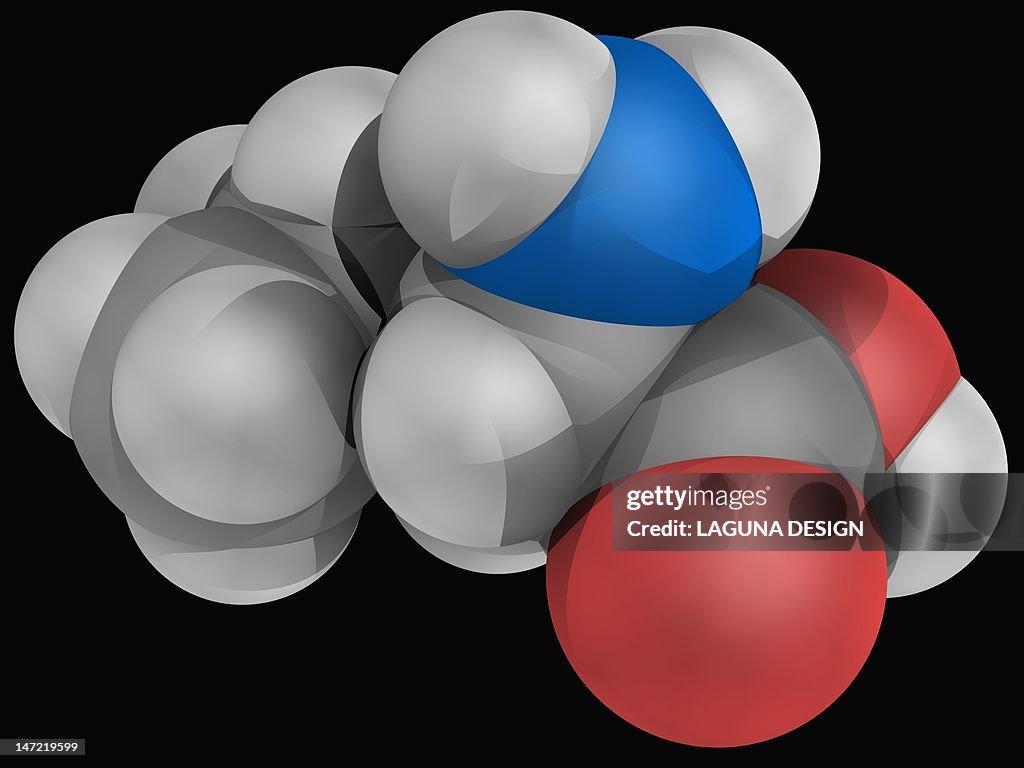 Leucine molecule