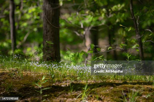 Carpet Of Bluets Wild Flowers High-Res Stock Photo